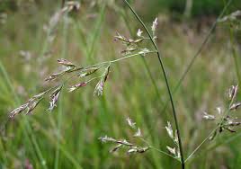 Attēlu rezultāti vaicājumam “Festuca pratensis”