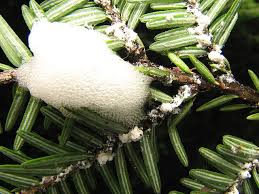 Attēlu rezultāti vaicājumam “Aphrophora nymph”