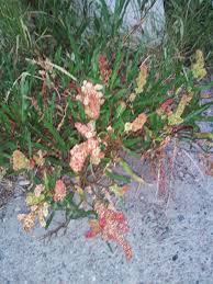 Attēlu rezultāti vaicājumam “Atriplex littoralis leaf”