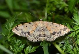 Attēlu rezultāti vaicājumam “Geometridae”