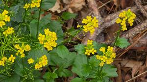 Attēlu rezultāti vaicājumam “Barbarea vulgaris subsp. arcuata flower”