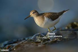 Attēlu rezultāti vaicājumam “Actitis hypoleucos”