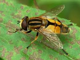 Attēlu rezultāti vaicājumam “Helophilus sp.”