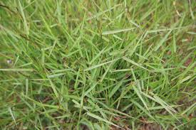 Attēlu rezultāti vaicājumam “Agrostis stolonifera subsp. straminea”