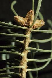 Attēlu rezultāti vaicājumam “Abies concolor”