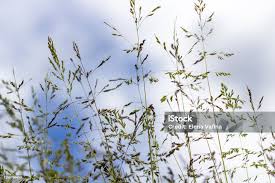 Attēlu rezultāti vaicājumam “Poa angustifolia”