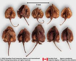 Attēlu rezultāti vaicājumam “Rumex crispus fruit”