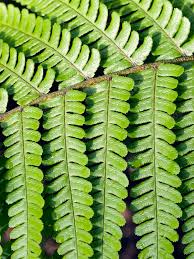 Attēlu rezultāti vaicājumam “Dryopteris filix-mas”