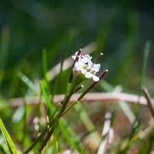 Attēlu rezultāti vaicājumam “Cardamine impatiens leaf”