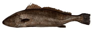 Image result for Argyrosomus regius