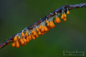 Attēlu rezultāti vaicājumam “Leocarpus fragilis spores”