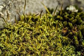 Attēlu rezultāti vaicājumam “Tortella inclinata”