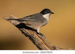 Image result for Sylvia hortensis