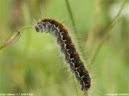 Attēlu rezultāti vaicājumam “Eriogaster lanestris”