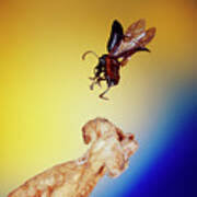 Attēlu rezultāti vaicājumam “Phyllotreta sp.”