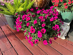 Image result for Petunia