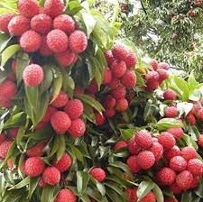 Image result for Litchi chinensis