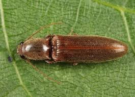 Attēlu rezultāti vaicājumam “Athous sp.”