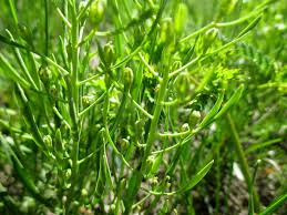 Attēlu rezultāti vaicājumam “Thesium ebracteatum”