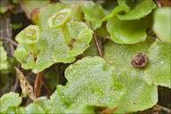 Attēlu rezultāti vaicājumam “Preissia quadrata”