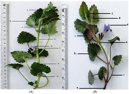 Attēlu rezultāti vaicājumam “Glechoma hederacea leaf”