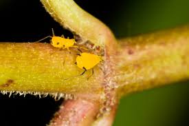 Attēlu rezultāti vaicājumam “Sternorrhyncha”