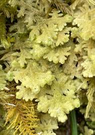 Attēlu rezultāti vaicājumam “Homalia trichomanoides sporophyte”