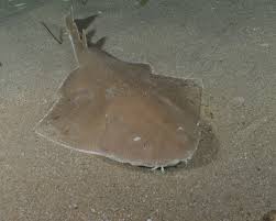 Image result for Squatina squatina