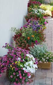 Image result for Petunie