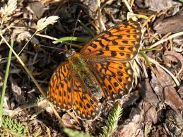 Attēlu rezultāti vaicājumam “Clossiana euphrosyne”