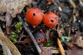 Attēlu rezultāti vaicājumam “Microstoma protracta”