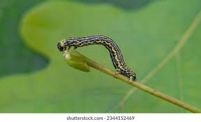 Attēlu rezultāti vaicājumam “Abraxas sylvata larva”