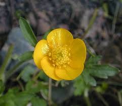 Attēlu rezultāti vaicājumam “Ranunculus cassubicus”