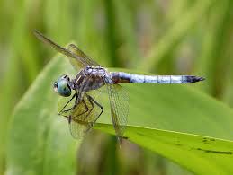 Attēlu rezultāti vaicājumam “Odonata”