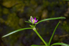 Attēlu rezultāti vaicājumam “Spergularia marina bud”