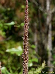 Attēlu rezultāti vaicājumam “Trichia flavicoma stalked”