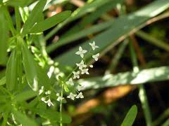 Attēlu rezultāti vaicājumam “Galium elongatum flower”