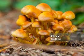 Attēlu rezultāti vaicājumam “Hypholoma sp.”