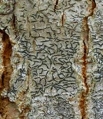 Attēlu rezultāti vaicājumam “Graphis scripta”