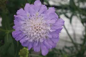 Image result for Scabiosa columbaria