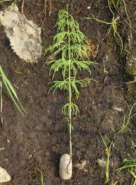 Attēlu rezultāti vaicājumam “Equisetum pratense”