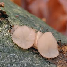 Attēlu rezultāti vaicājumam “Neobulgaria pura”