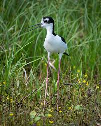Attēlu rezultāti vaicājumam “Lycogala asperum young”