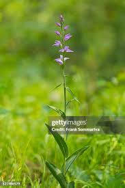 Attēlu rezultāti vaicājumam “Cephalanthera rubra flower”