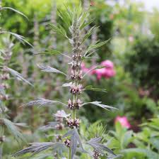 Image result for Leonurus cardiaca