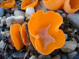 Attēlu rezultāti vaicājumam “Ascomycota”