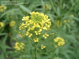 Attēlu rezultāti vaicājumam “Erysimum cheiranthoides flower”