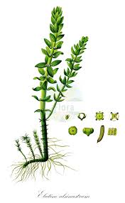 Attēlu rezultāti vaicājumam “Elatinaceae”