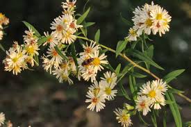Attēlu rezultāti vaicājumam “Symphyotrichum x salignum flower”