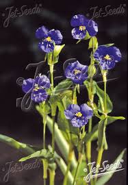 Attēlu rezultāti vaicājumam “Commelina coelestis”